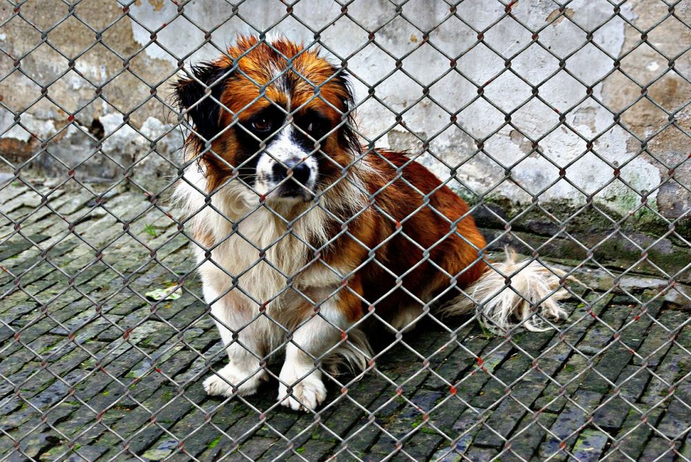 Hunddagis nacka  så väljer du rätt omsorg för din hund